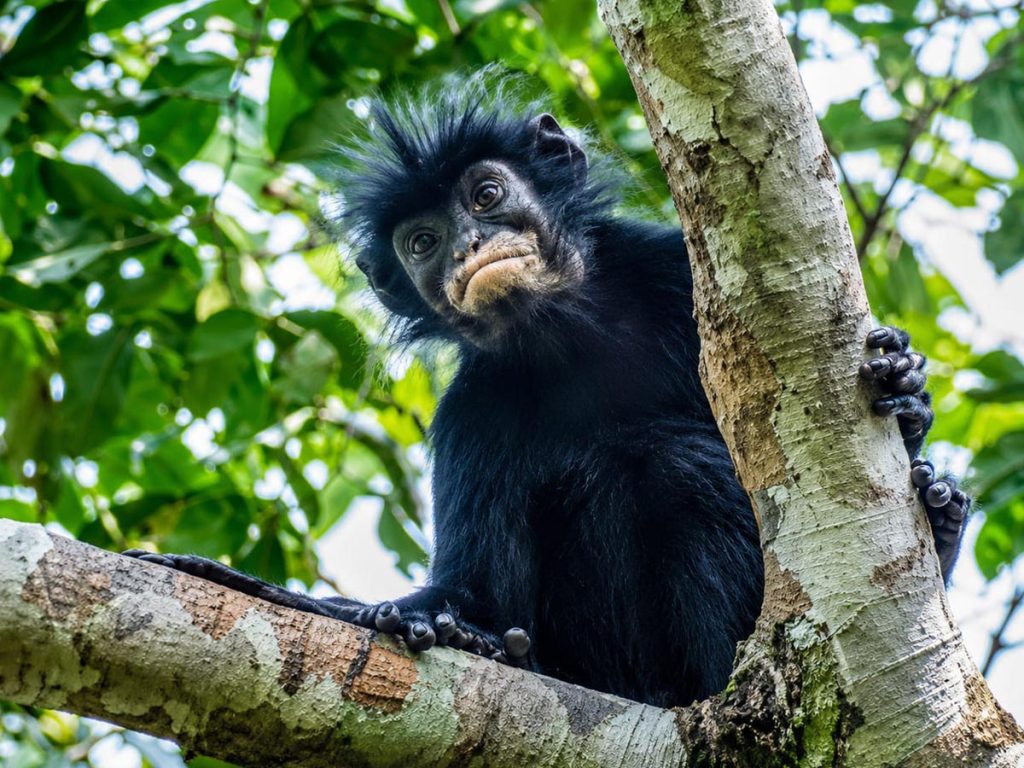 Une découverte scientifique majeure place la RDC au cœur de la recherche mondiale sur les primates